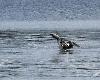 Plongeon arctique en plumage nuptial