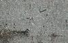 Chevaliers guignettes en vol nuptial ... malgr� la neige