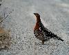 L'une des nombreuses femelles de Grand T�tras pi�tant et se nourrissant de petits graviers