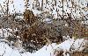 Champ-Pittet_janvier 2010 : deux Butors �toil�s