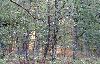 La Brenne � l'aube