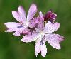 Mauve alc�e au Bois-de-Ch�nes