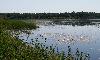 Etang en Brenne