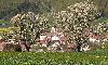 La Baroche, ses �glises et ses arbres en fleurs