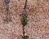 Fleurs au coeur du granit rose � Ploumanach