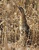 ... dress� dans les roseaux ...