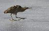  ... ou marchant sur la glace ...