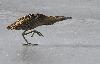... un v�ritable ballet ....