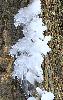 Bressonnaz_Guirlande de glace