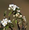 Les cerisiers sont en fleurs