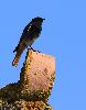... le Rougequeue noir fut beaucoup plus discret !