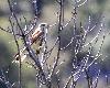 Dans la basse vall�e de l'Aude, on a r�introduit les Faucons cr�cerellettes, ici un m�le ...