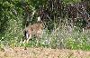 Comme chez nous, les li�vres d�talent trop vite ... au grand dam de la photographe !