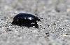 Scarab�e ...