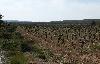 Vignoble des Corbi�res