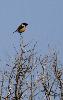 Tarier p�tre m�le