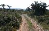 Chemin dans la garrigue