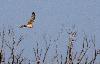 Busard cendr� femelle
