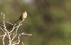 ... chantant � gorge d�ploy�e