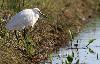 Cette Aigrette garzette ...