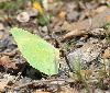 Un Souci (Colias croceus)