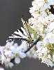 Un Flamb� (Iphiclides feisthamelii m�le) ...