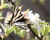 ... se r�galant du pollen des fleurs de cerisiers