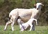 Brebis blanche allaitant son agneau blanc ...