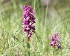 Orchis m�le
