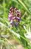Orchis tachet�