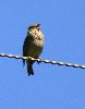 Un Bruant proyer chante � tue-t�te