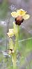 Balade sur le plateau des orchid�es : Ophrys lupercalis