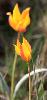 Tulipes australes