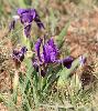Iris de Sib�rie