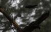 R�veil dans le brouillard ... Pic noir en vol dans le brouillard : pas �vident � photographier !