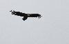 Vautour fauve s'approchant  ...