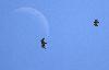 Couple de Circa�tes Jean-le-blanc en parade devant la lune