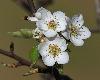 Le printemps � Maisons dans les Corbi�res