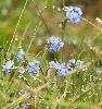 Myosotis des Alpes ... et ros�e ... � Riederalp