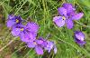 Violettes tricolores subalpines (Pens�es sauvages) � Riederfurka