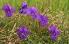 Violettes tricolores subalpines (Pens�es sauvages) � Riederfurka