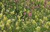 Prairie fleurie � La Sage