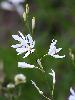 Phalang�re � fleur de lis (Lis de Saint-Bernard) � La Sage