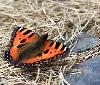 Petite tortue (Aglais urticae), La Sage, juin 2010