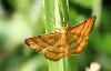 Papillon de nuit orange, Lannaz, juin 2010