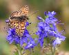 M�lit�e du plantain M (Melitaea cinxia M), La Sage, juin 2010