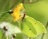 Citron M (Gonepteryx rhamni), Soubey, juillet 2010