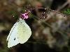 Pi�ride du chou (Pieris brassicae), Soubey, juillet 2010