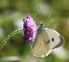 Pi�ride du chou (Pieris brassicae), Soubey, juillet 2010