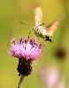 Moro-Sphinx en vol stationnaire (Macroglossum stellatarum), Tour de Moron, juillet 2010